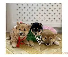 Šiba Inu , Shiba Inu štenci - 5