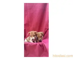 Dzek Rasel Terijer stenci - 2