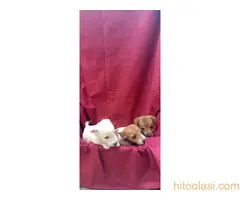 Dzek Rasel Terijer stenci - 4