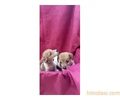 Dzek Rasel Terijer stenci - 6