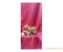 Dzek Rasel Terijer stenci - 7