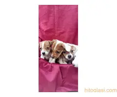 Dzek Rasel Terijer stenci - 9