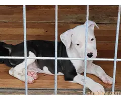 Štenci AST šampionskog porekla - 2