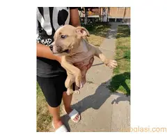 Štenci AST šampionskog porekla - 3