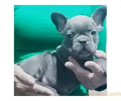 Francuski buldog plave i lilac tan boje - 2