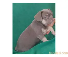 Francuski buldog plave i lilac tan boje - 3