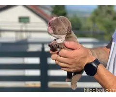 Micro American Bully - 2