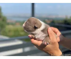 Micro American Bully - 3