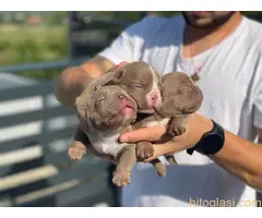 Micro American Bully - 4