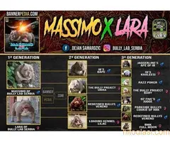 Micro American Bully - 6