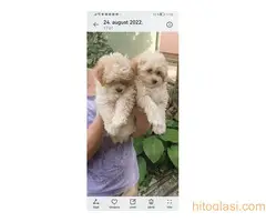 Kučići spremni za preuzimanje - 2