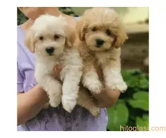 Kučići spremni za preuzimanje - 3