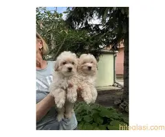 Kučići spremni za preuzimanje - 4