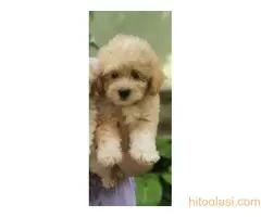 Kučići spremni za preuzimanje - 5