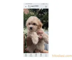 Kučići spremni za preuzimanje - 6