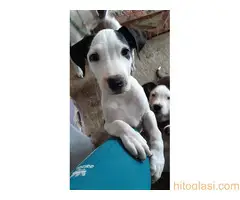 Prodaja Američkih staforda - 2