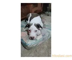 Prodaja Američkih staforda - 3