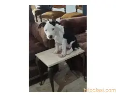 Prodaja Američkih staforda - 4