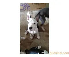 Prodaja Američkih staforda - 5