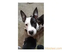 Prodaja Američkih staforda - 6