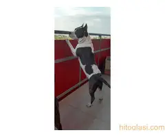 Prodaja Američkih staforda - 8