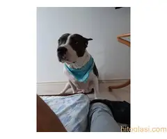 Prodaja Američkih staforda - 9