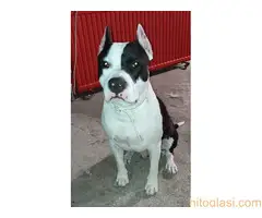 Prodaja Američkih staforda - 11