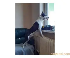 Prodaja Američkih staforda - 12