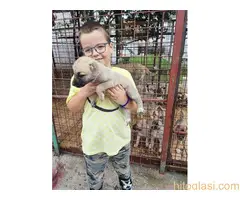 Turski Kangal-Malakli - 2