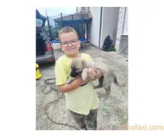 Turski Kangal-Malakli - 3