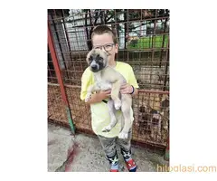 Turski Kangal-Malakli - 4