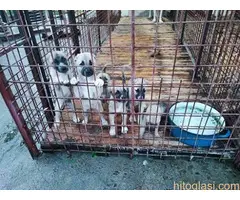 Turski Kangal-Malakli - 5