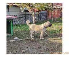 Turski Kangal-Malakli - 6