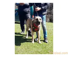 Turski Kangal-Malakli - 7