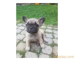 Francuski buldog štenci, izložbeni kvalitet - 2