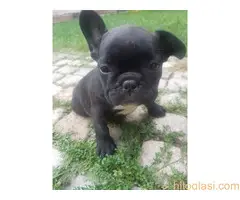 Francuski buldog štenci, izložbeni kvalitet - 3