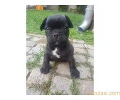 Francuski buldog štenci, izložbeni kvalitet - 4