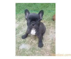 Francuski buldog štenci, izložbeni kvalitet - 5