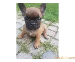 Francuski buldog štenci, izložbeni kvalitet - 6