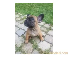 Francuski buldog štenci, izložbeni kvalitet - 7