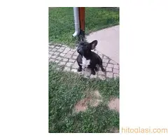 Francuski buldog štenci, izložbeni kvalitet - 9