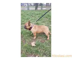 Francuski buldog štenci, izložbeni kvalitet - 10