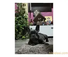 Francuski buldog,plavi stenci sa plavim ocima - 2