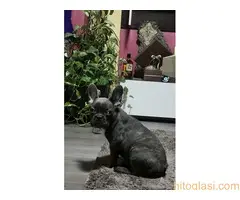 Francuski buldog,plavi stenci sa plavim ocima - 3