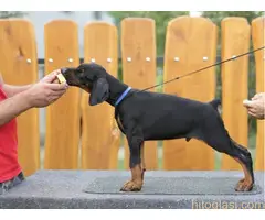 Štenci Dobermana. Sirig - 2