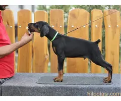 Štenci Dobermana. Sirig - 3