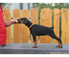 Štenci Dobermana. Sirig - 4