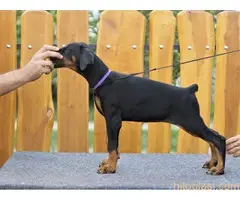 Štenci Dobermana. Sirig - 5