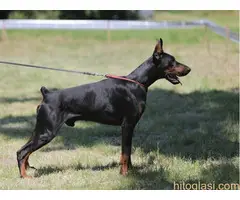 Štenci Dobermana. Sirig - 6