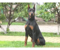 Štenci Dobermana. Sirig - 7